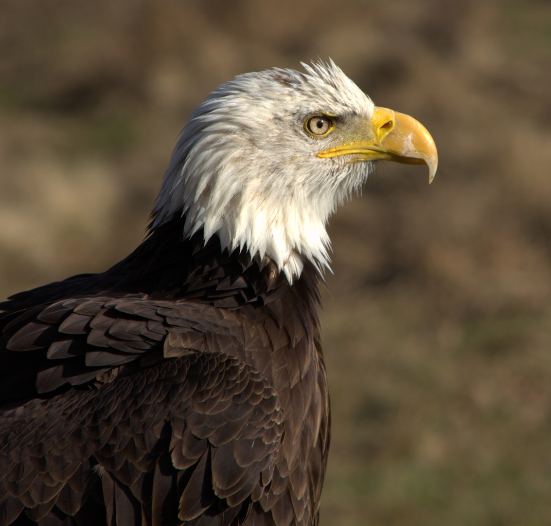 Weißkopfseeadler