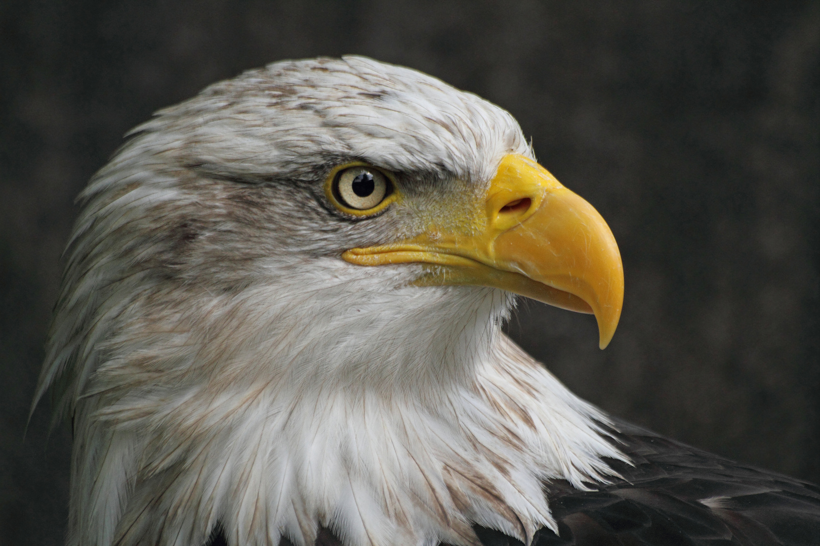 Weißkopfseeadler