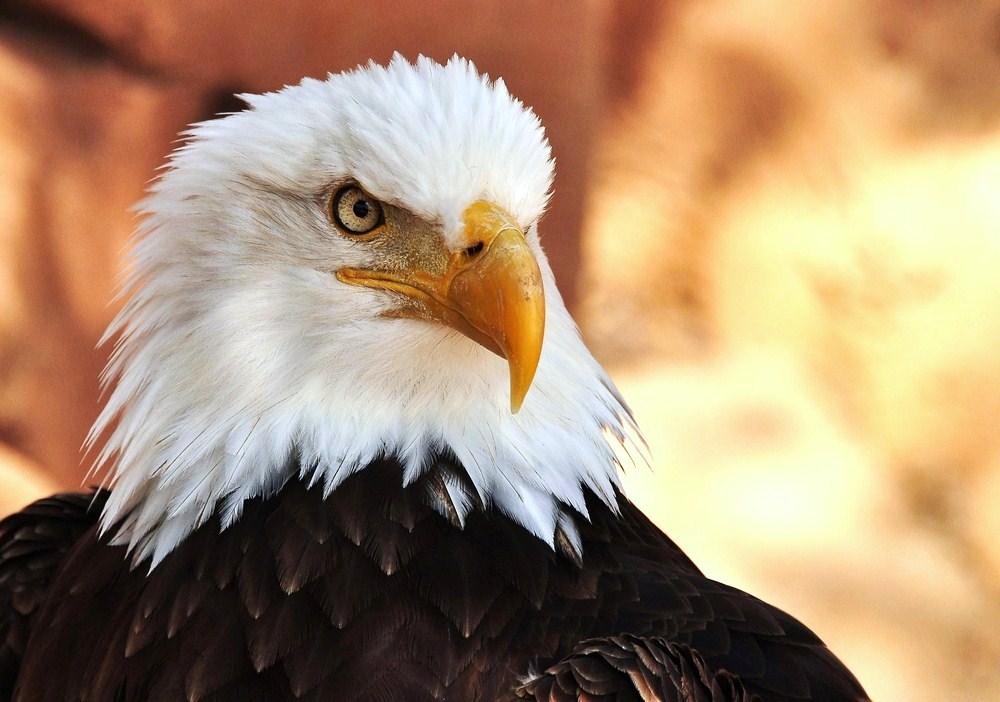 WEISSKOPFSEEADLER