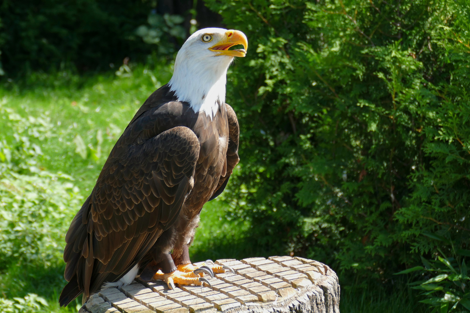 Weißkopfseeadler Foto & Bild | tiere, zoo, wildpark & falknerei, vögel Bilder auf fotocommunity