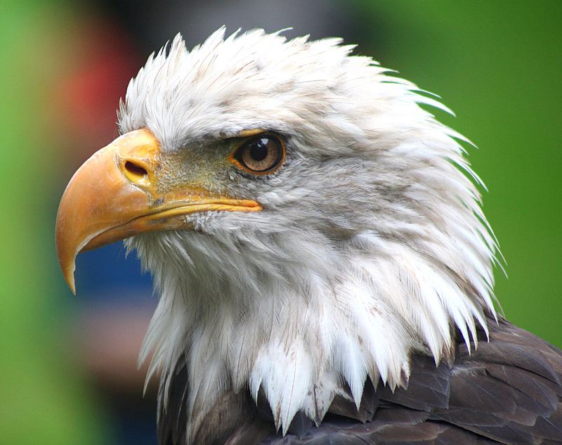 Weißkopfseeadler