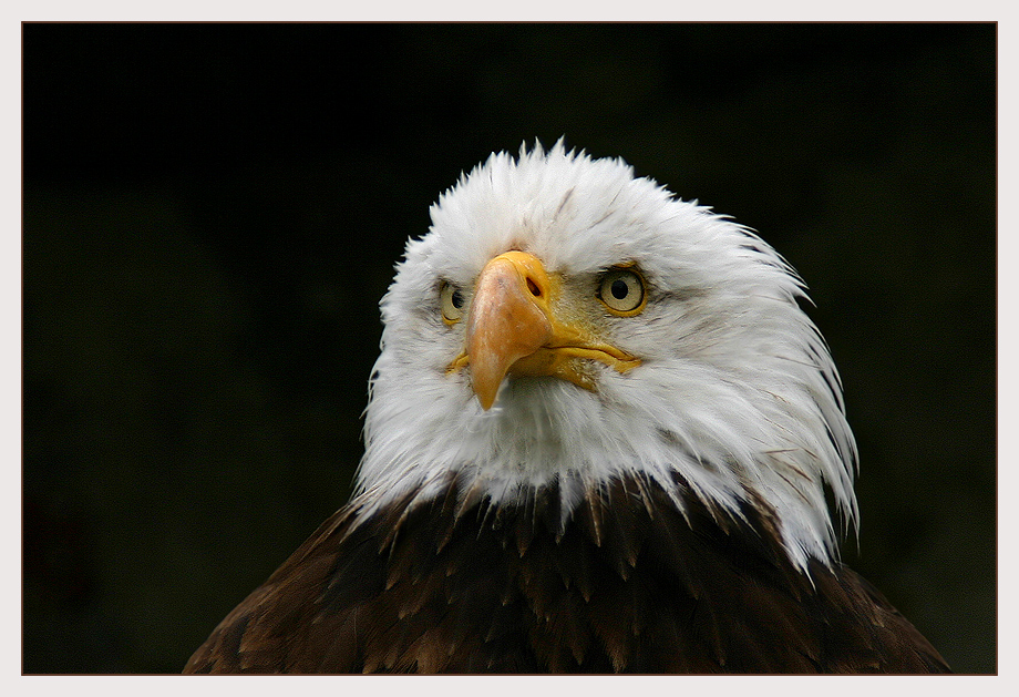 Weißkopfseeadler