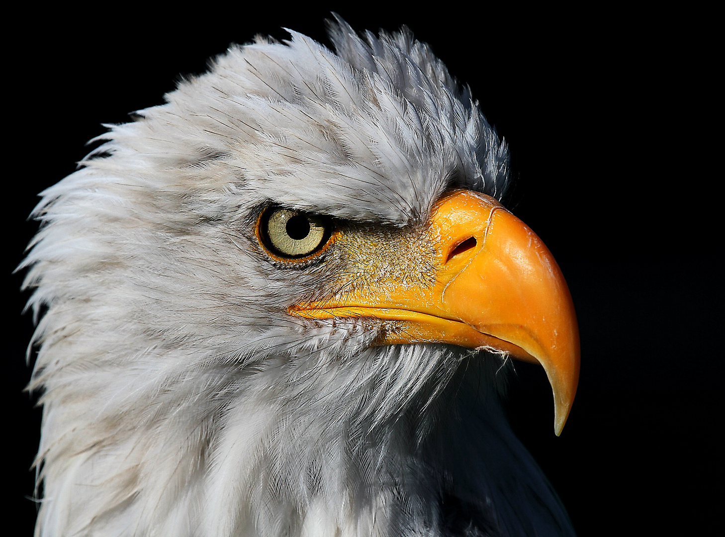 Weißkopfseeadler