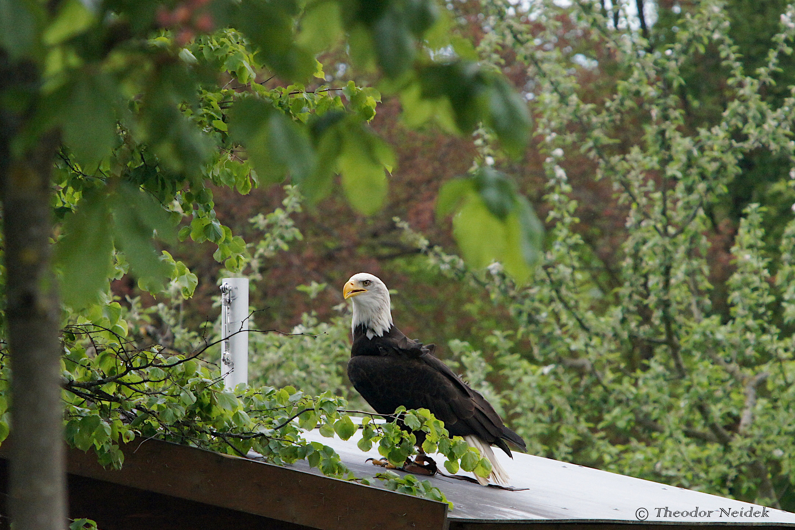  Weißkopfseeadler