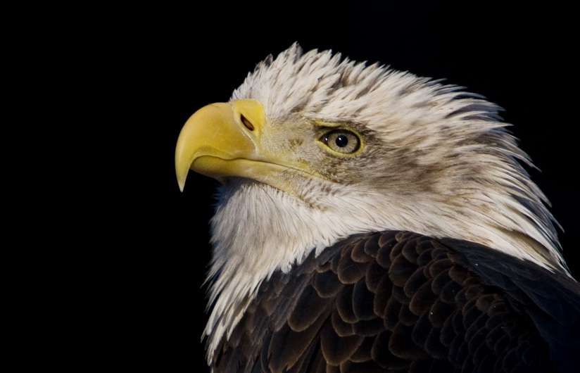 Weißkopfseeadler