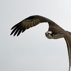 Weißkopfseeadler erfolgreich vertrieben...