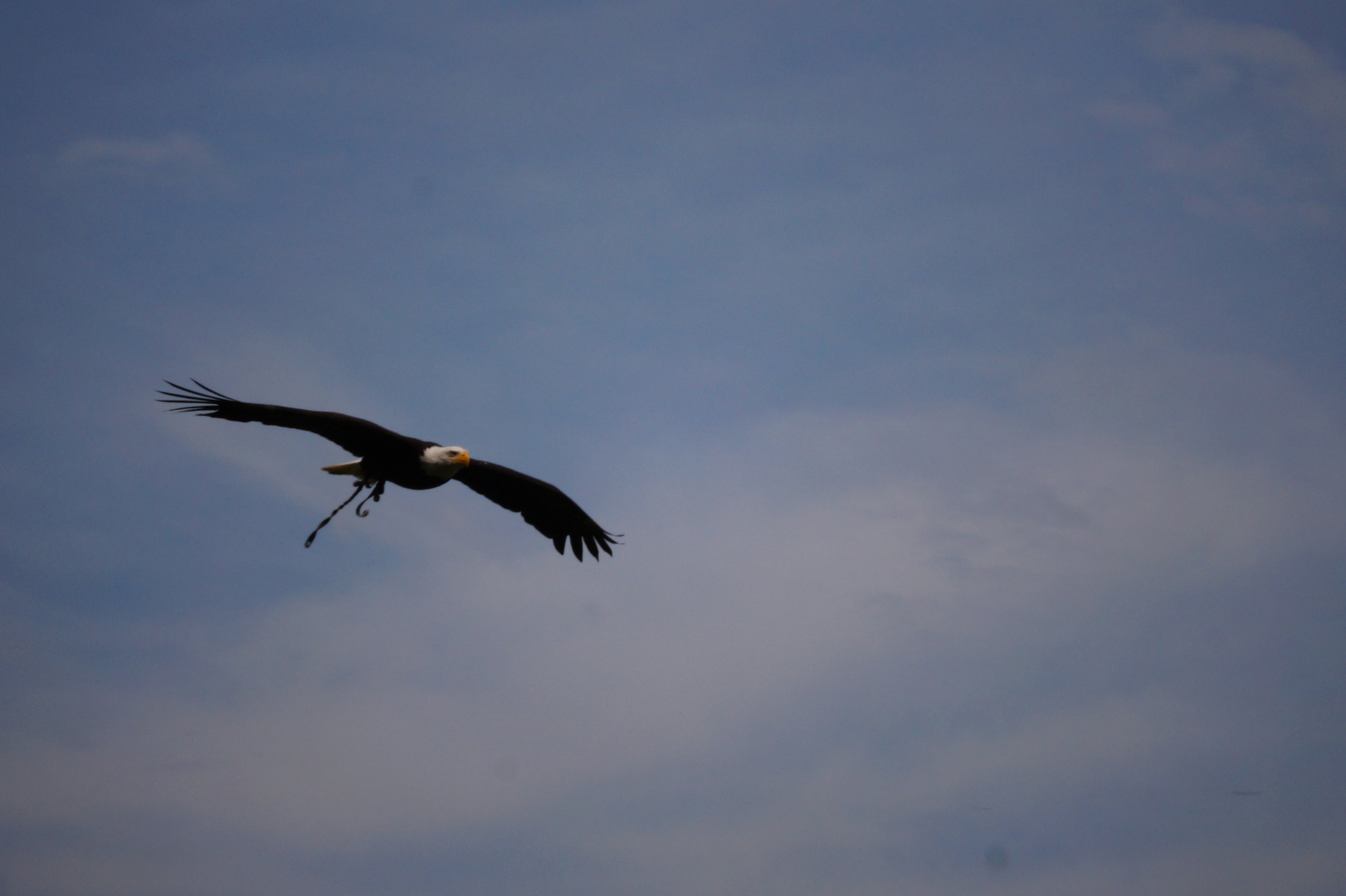 Weißkopfseeadler