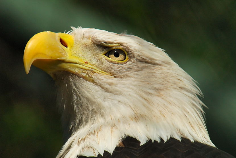 Weißkopfseeadler