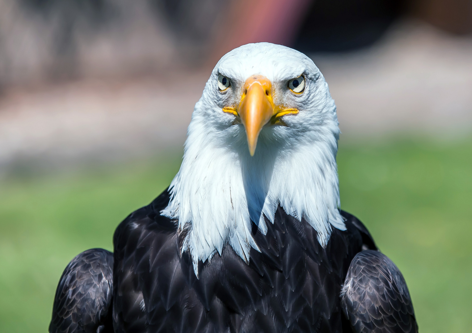 Weißkopfseeadler