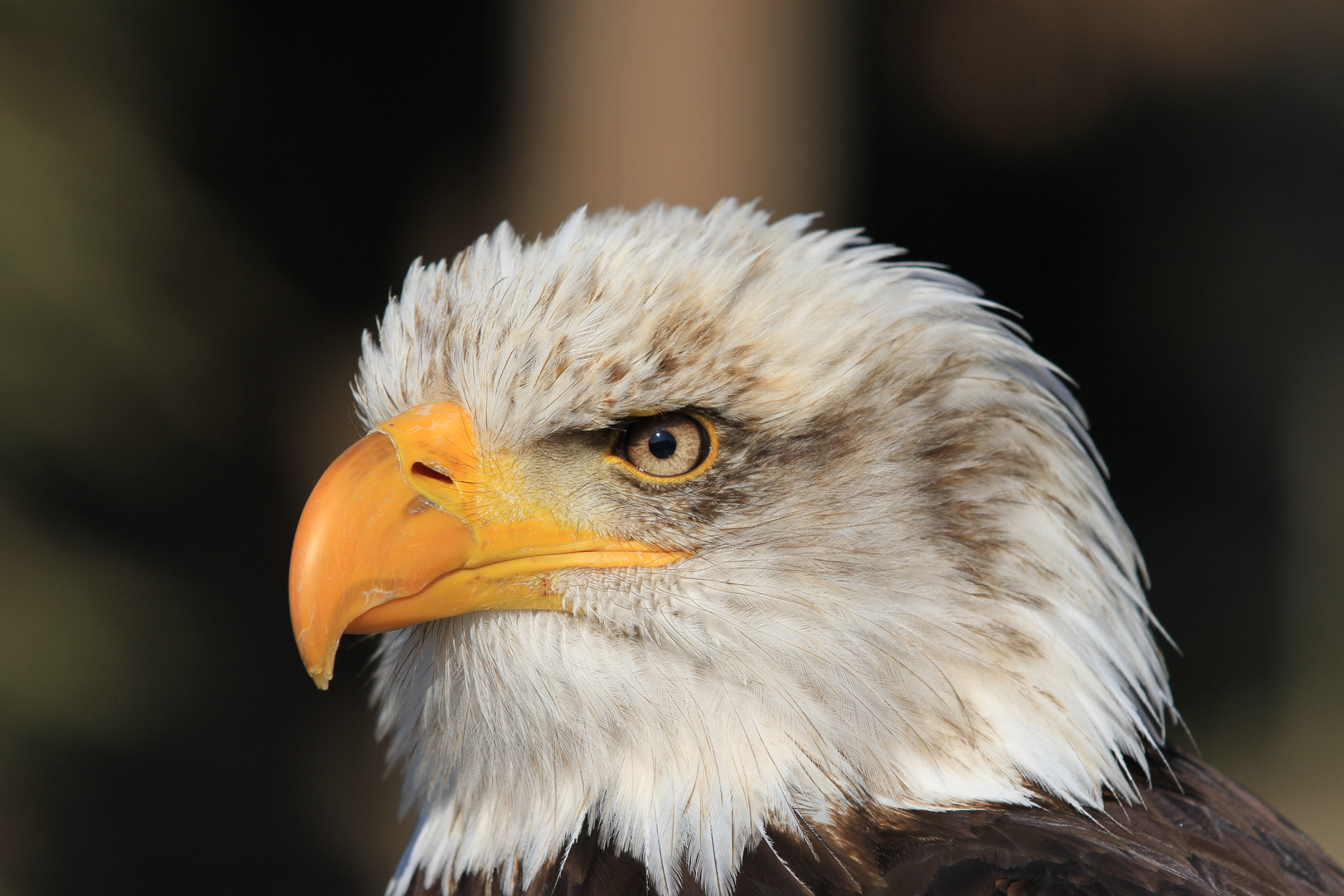 Weißkopfseeadler