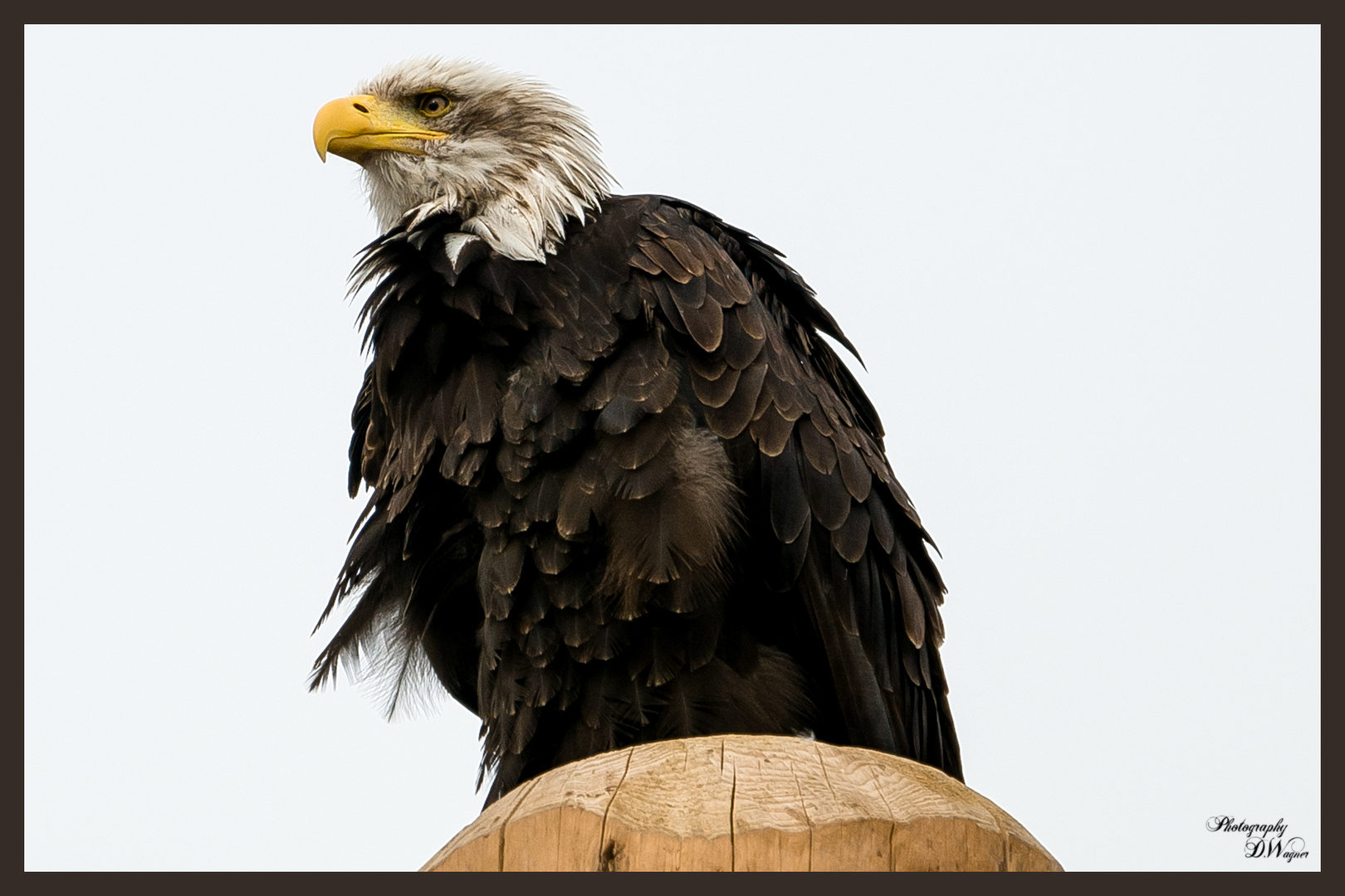 Weißkopfseeadler