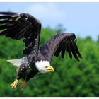 ---- Weißkopfseeadler ----