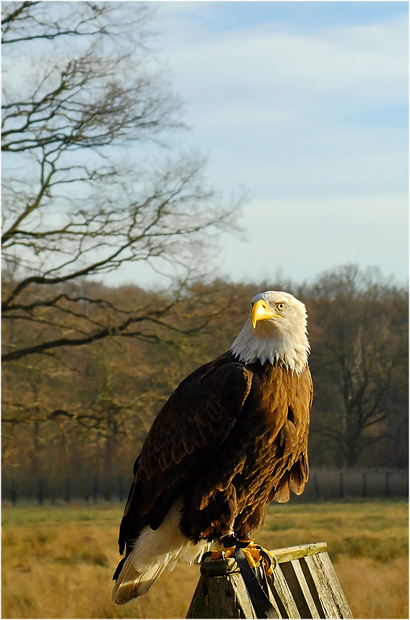 Weißkopfseeadler