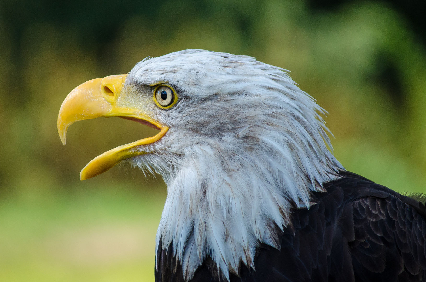 Weißkopfseeadler