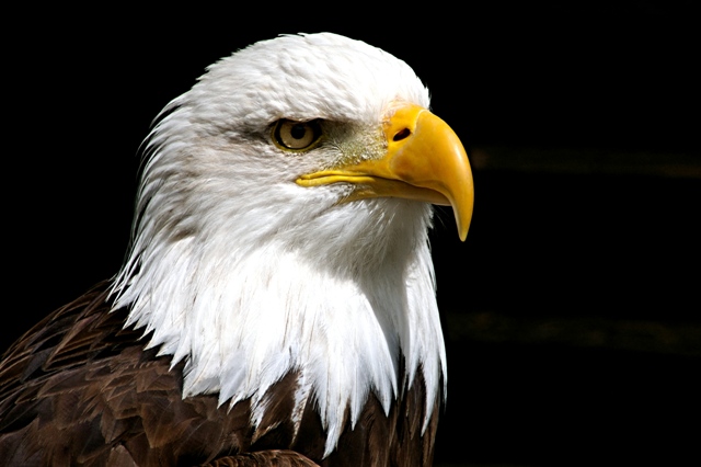 Weißkopfseeadler