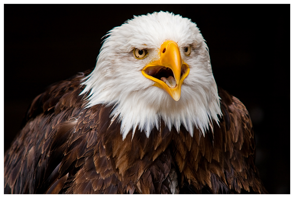 Weißkopfseeadler