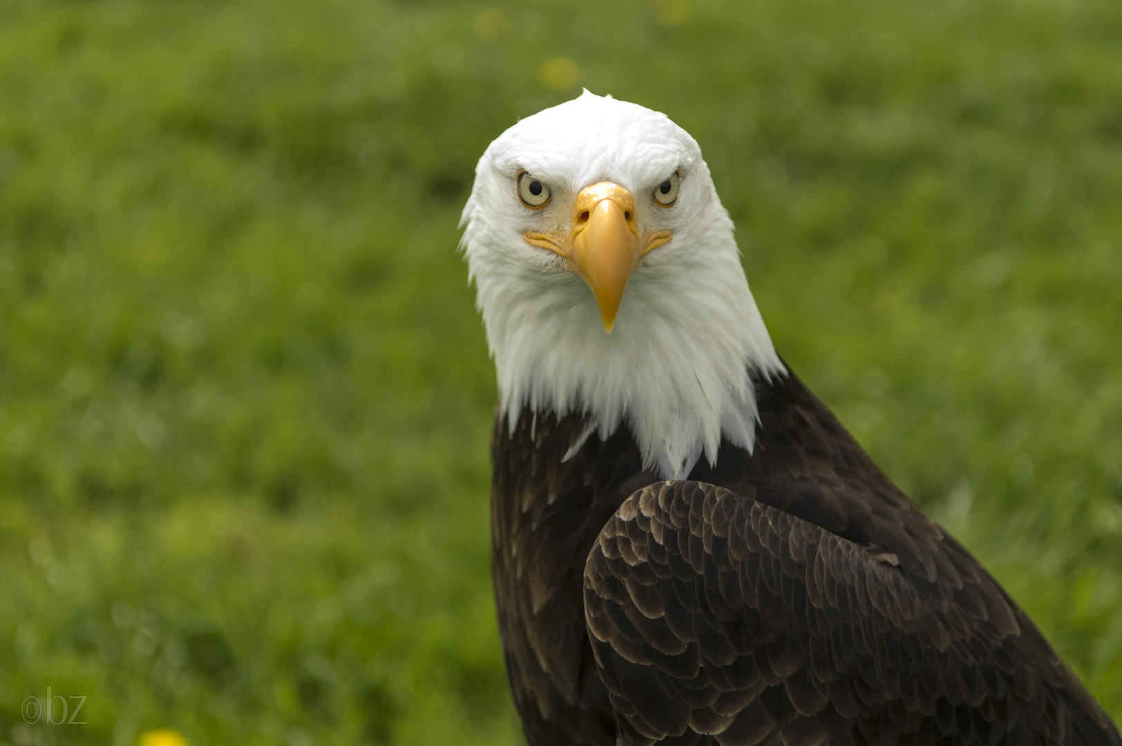 Weißkopfseeadler