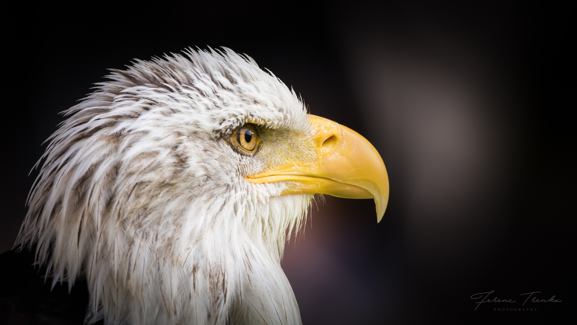 Weißkopfseeadler