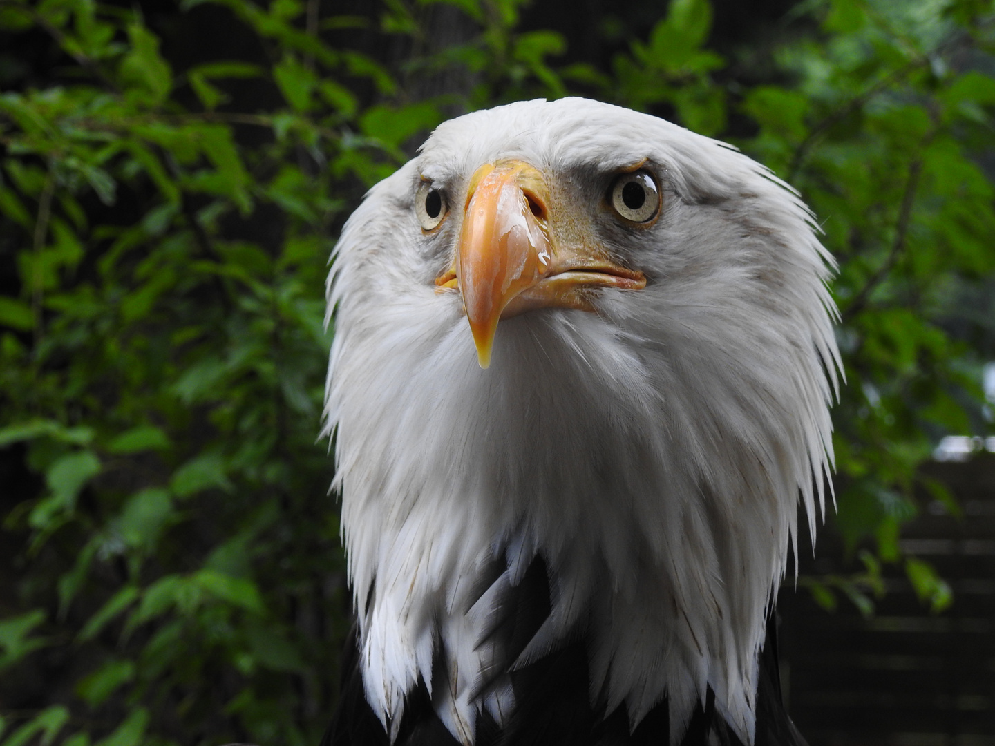 Weisskopfseeadler