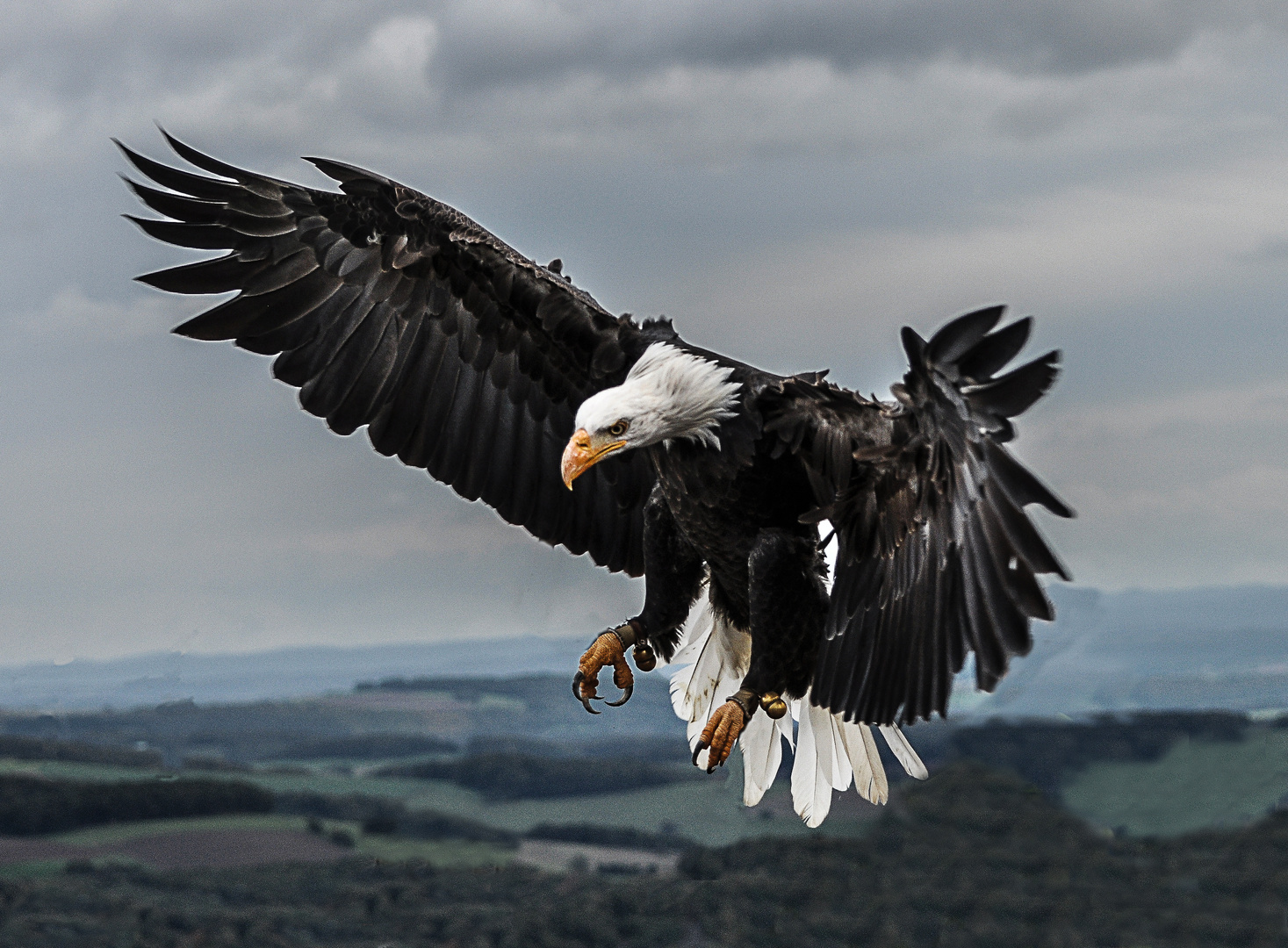 Weißkopfseeadler