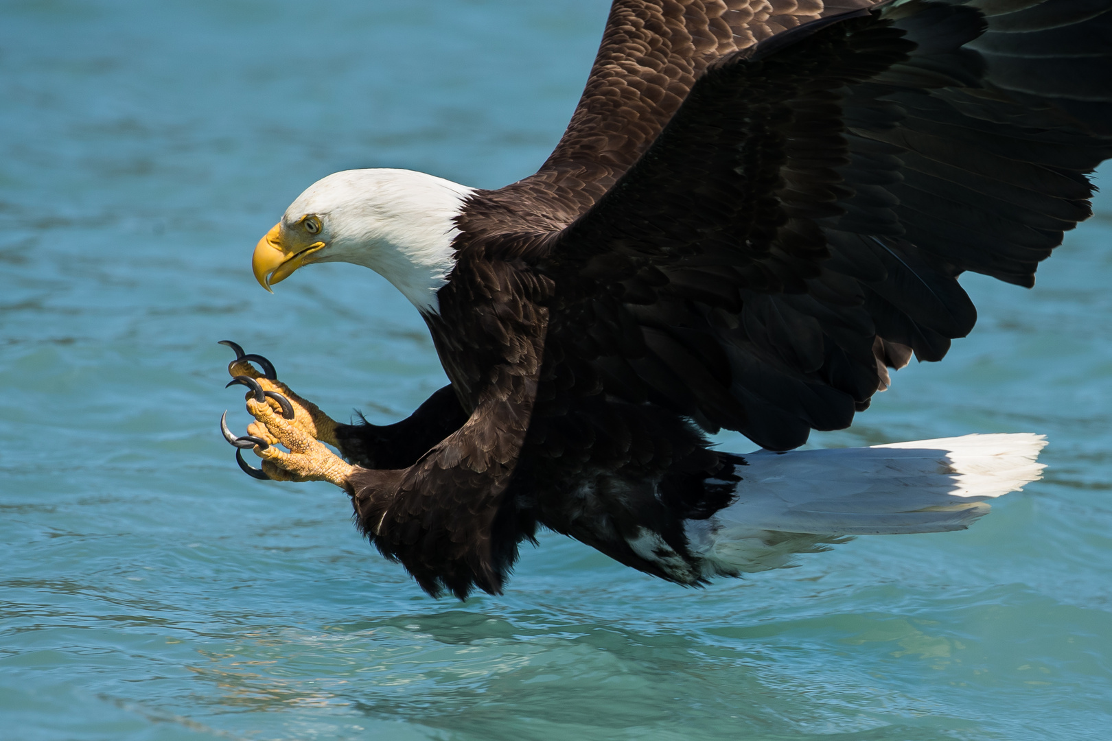 Weisskopfseeadler