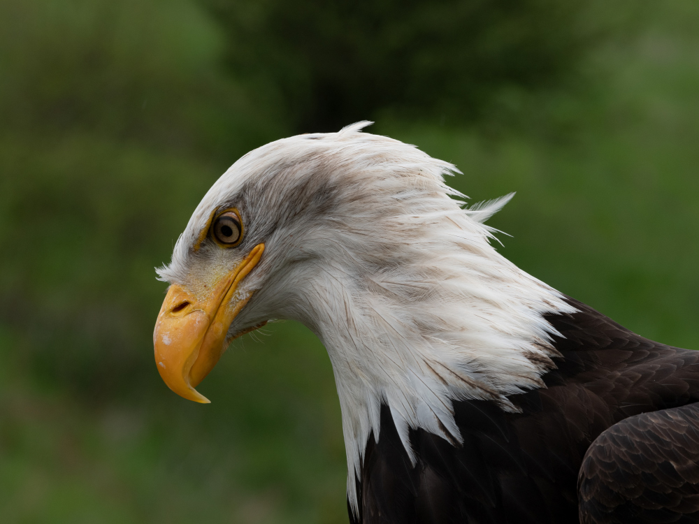 Weisskopfseeadler