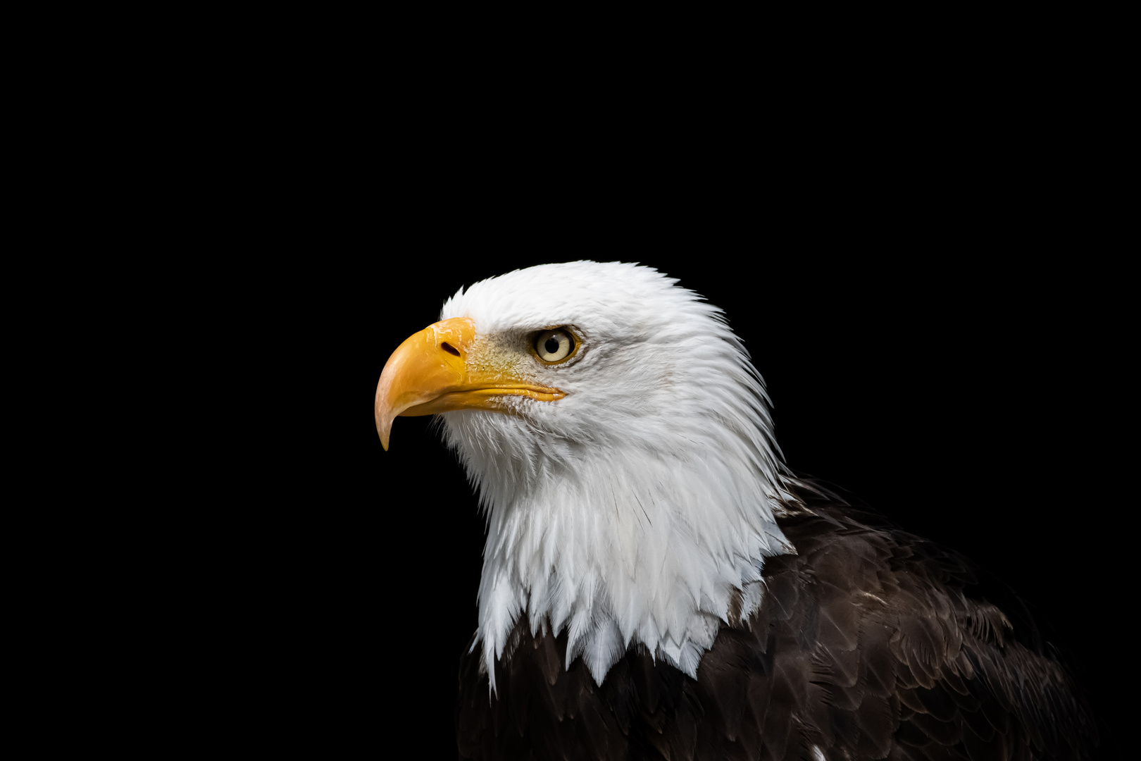 Weißkopfseeadler