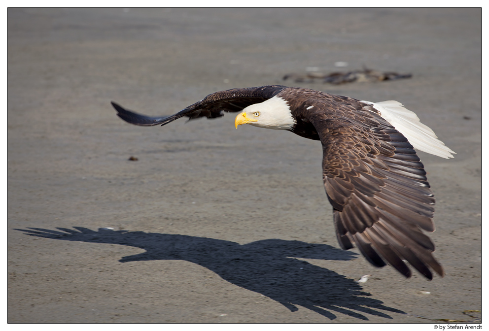 Weißkopfseeadler