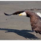 Weißkopfseeadler