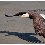 Weißkopfseeadler