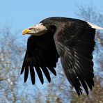 Weißkopfseeadler