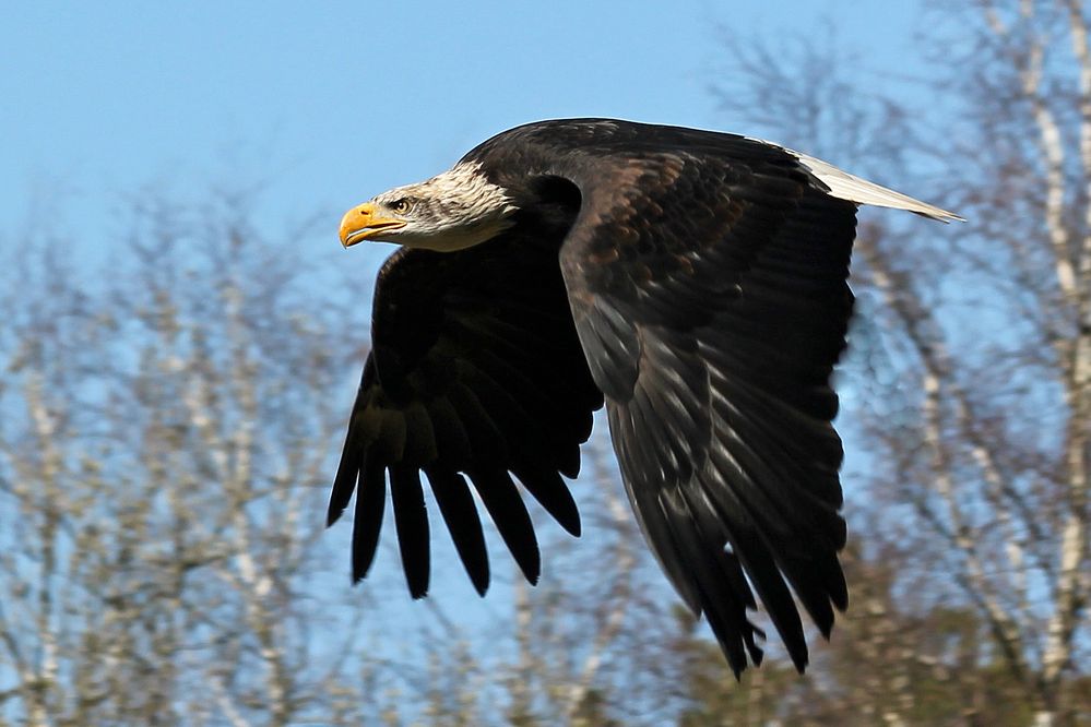 Weißkopfseeadler