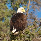 Weißkopfseeadler