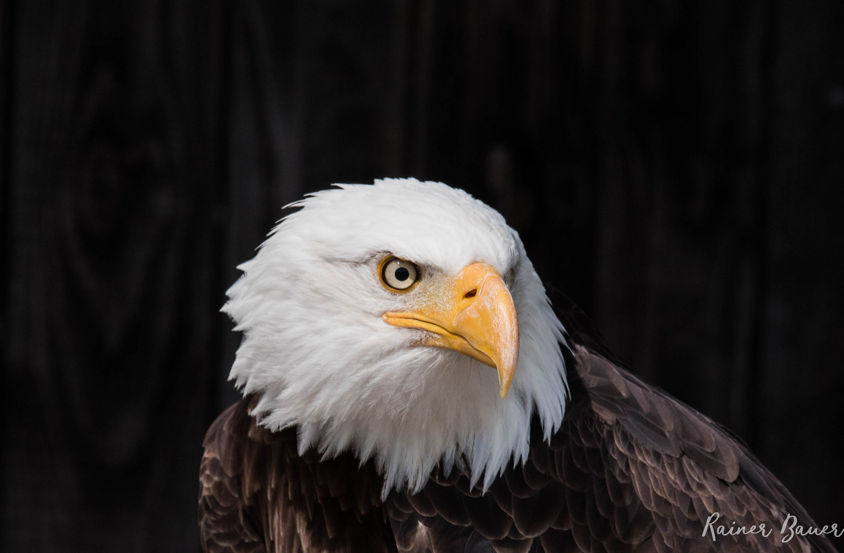 Weißkopfseeadler