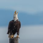 Weißkopfseeadler 