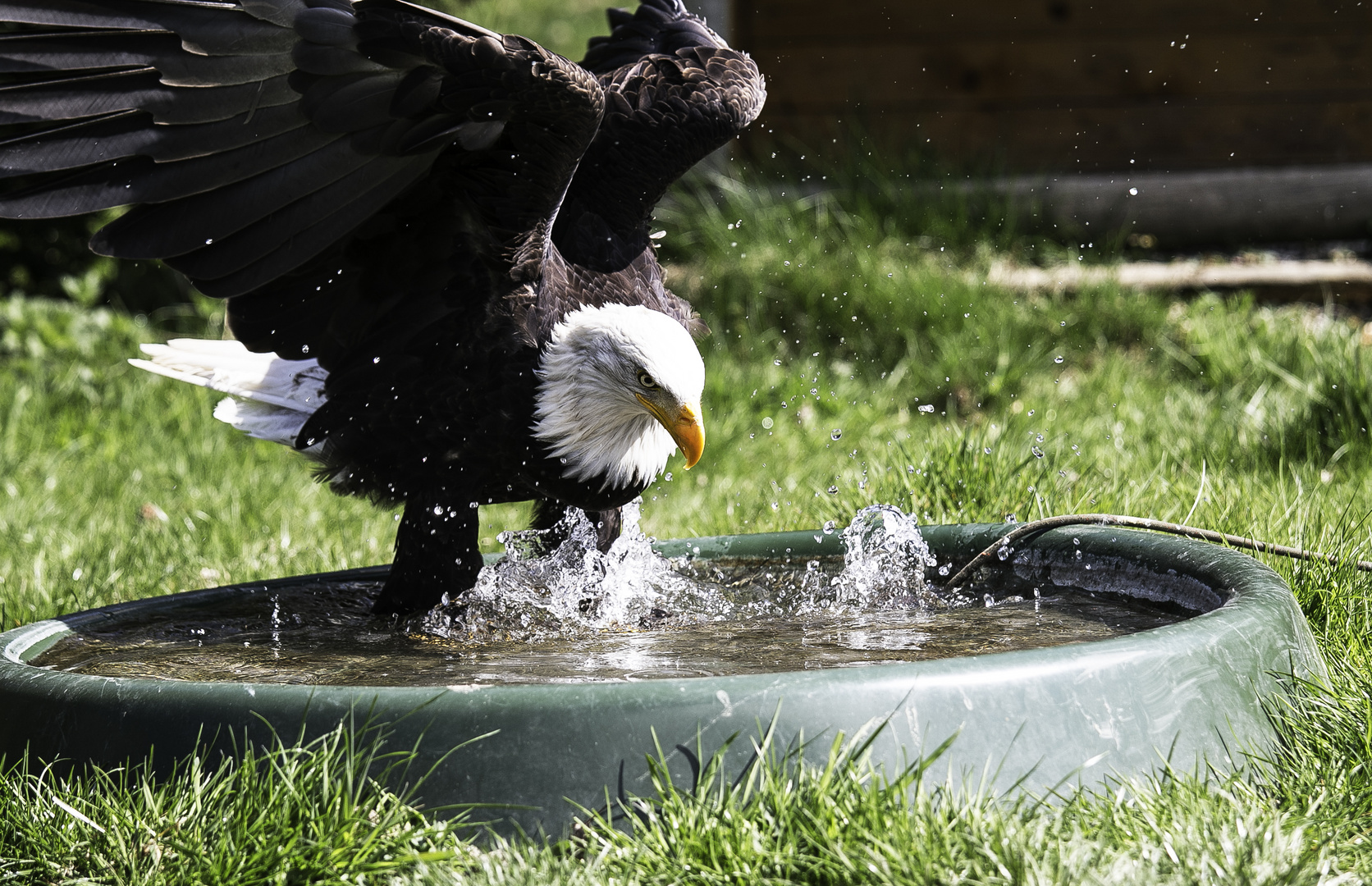 Weisskopfseeadler