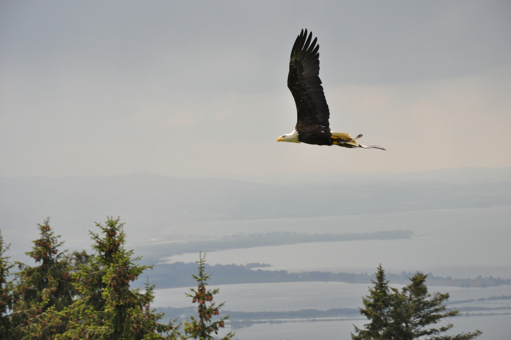 Weißkopfseeadler