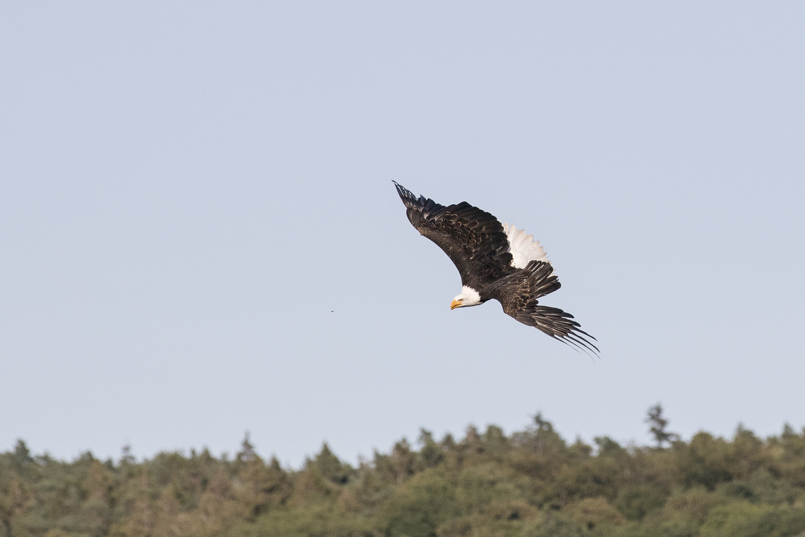 Weißkopfseeadler