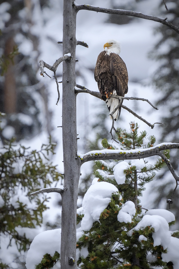 Weißkopfseeadler