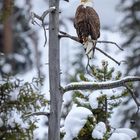 Weißkopfseeadler