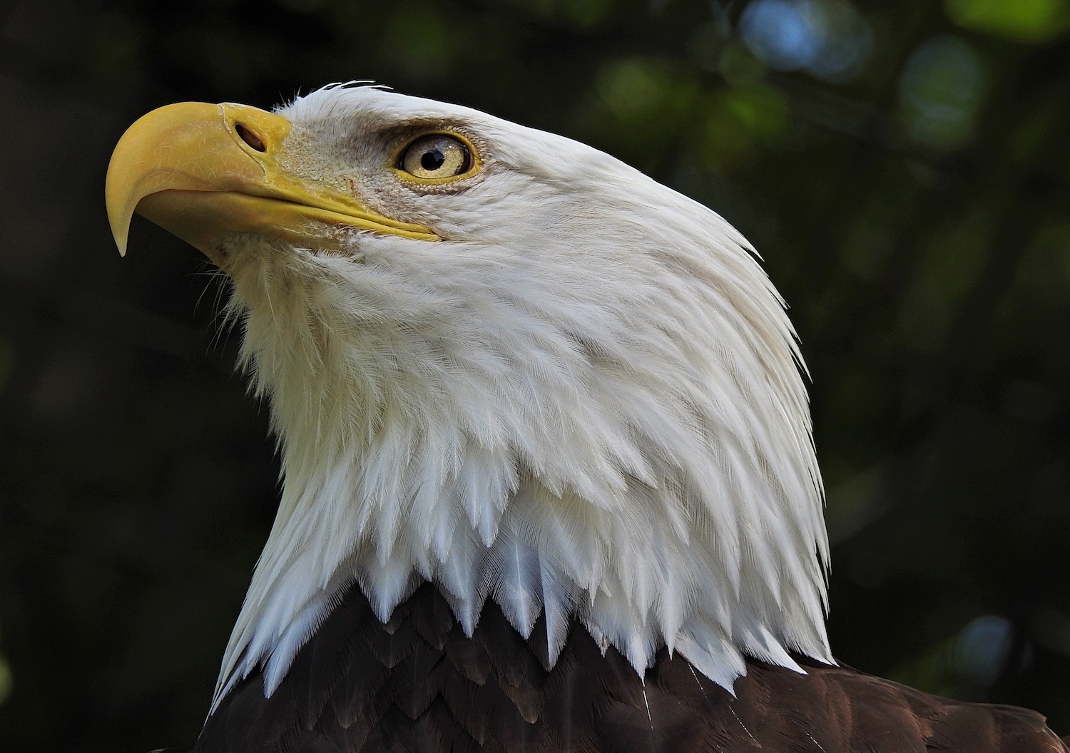 Weisskopfseeadler