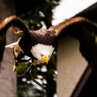 Weißkopfseeadler