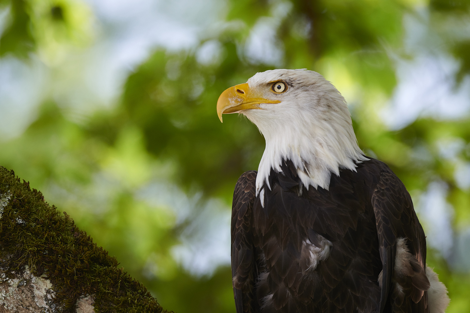 Weisskopf_Seeadler