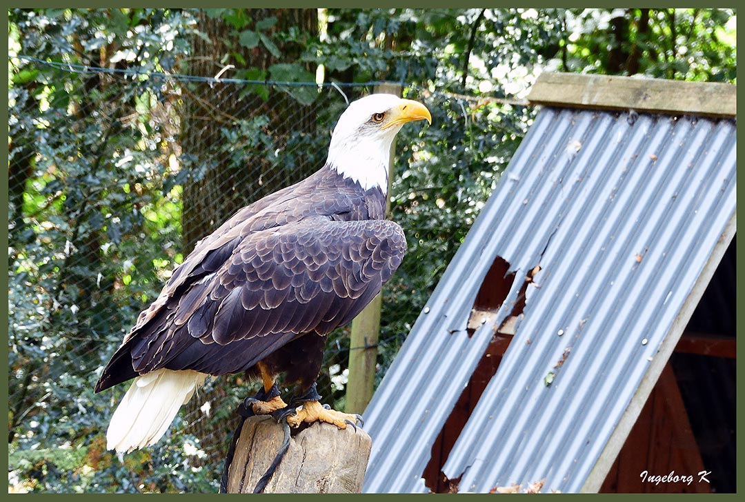 Weißkopfseeadler  - Falknerei Remscheid