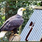 Weißkopfseeadler  - Falknerei Remscheid