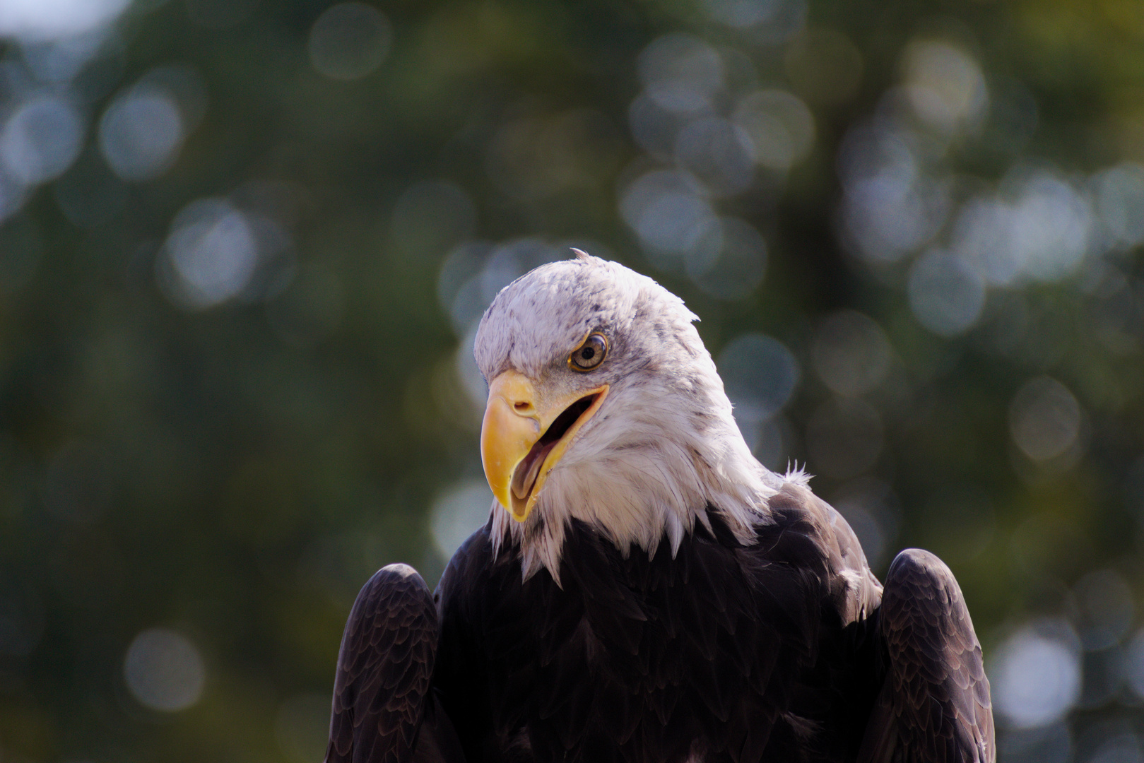 Weißkopfseeadler Falknerei Ronneburg