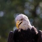 Weißkopfseeadler Falknerei Ronneburg