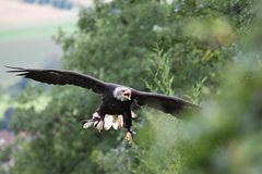 Weißkopfseeadler Falknerei Ronneburg