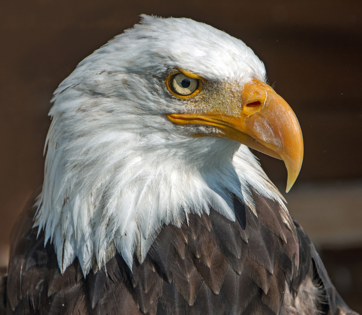 Weisskopfseeadler Falknerei Wolkenstein Sachsen