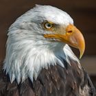 Weisskopfseeadler Falknerei Wolkenstein Sachsen